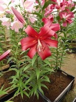 [3510 PO27 Formia No01.JPG]